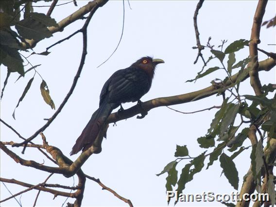 Chestnut-breasted Malkoha (Phaenicophaeus curvirostris)