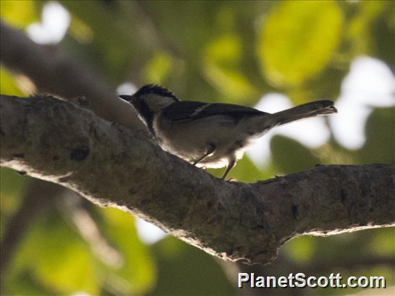 Cinereous Tit (Parus cinereus)