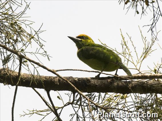 Flame-fronted Barbet (Psilopogon armillaris)