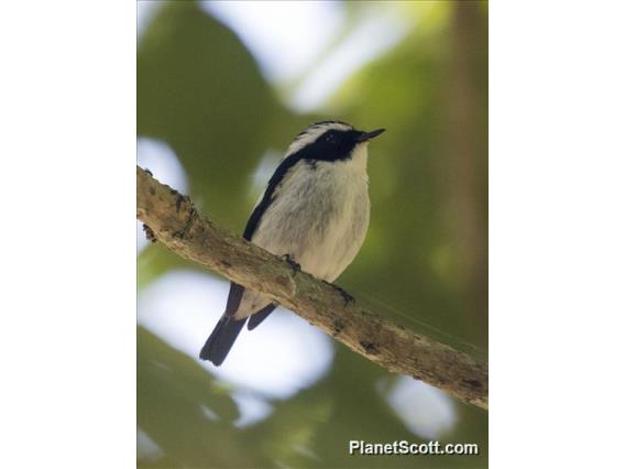 Little Pied Flycatcher (Ficedula westermanni) - Male