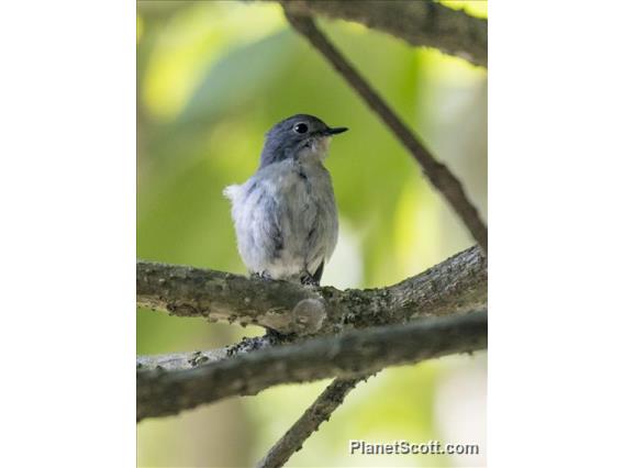 Little Pied Flycatcher (Ficedula westermanni) - Female