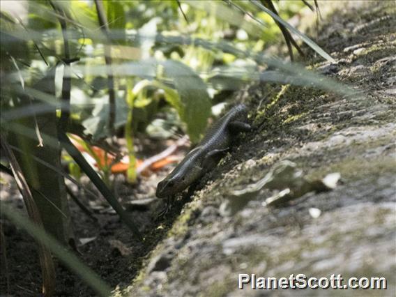 Common Sun Skink (Eutropis multifasciata)