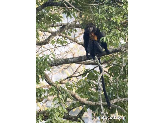 Javan Lutung (Trachypithecus auratus)