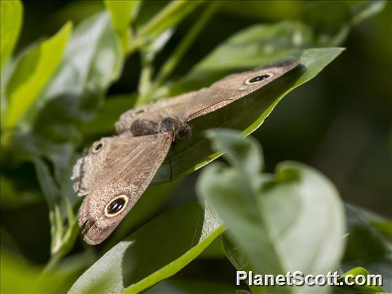 Common Three-ring (Ypthima pandocus)