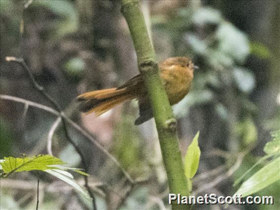 Black Fantail (Rhipidura atra) - Female