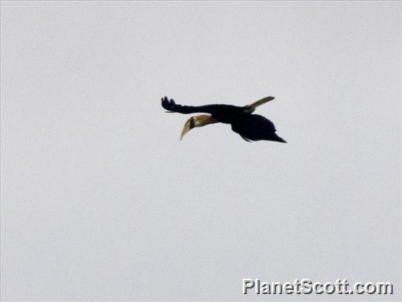 Blyth's Hornbill (Rhyticeros plicatus)