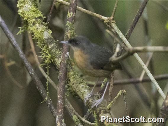 Rusty Mouse-Warbler (Crateroscelis murina)