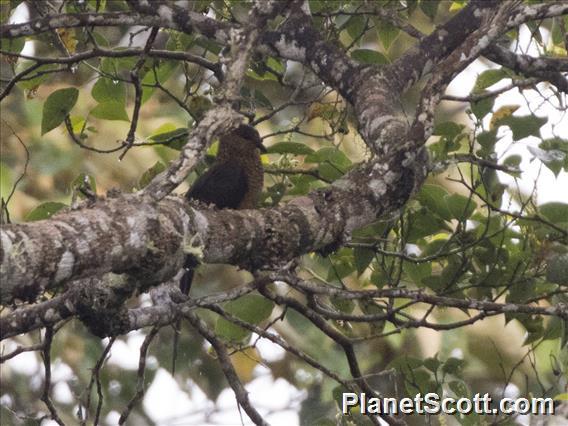 Sultan's Cuckoo-Dove (Macropygia doreya)