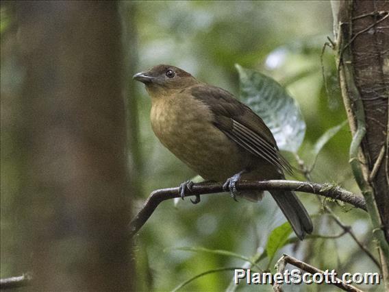 Vogelkop Bowerbird (Amblyornis inornata)