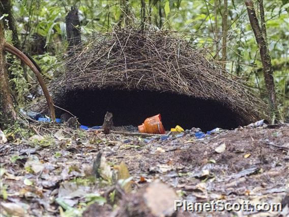 Vogelkop Bowerbird (Amblyornis inornata) - Nest