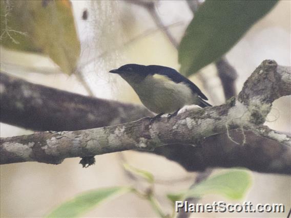 Mid-mountain Berrypecker (Melanocharis longicauda)