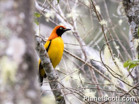 Masked Bowerbird (Sericulus aureus) - Male