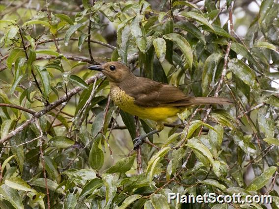 Masked Bowerbird (Sericulus aureus) - Female