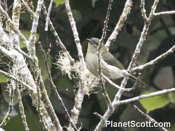 Gray Whistler (Pachycephala simplex)