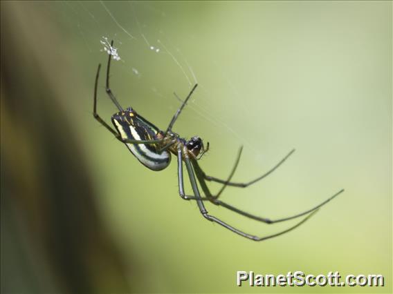 Black-Striped Orchard Spider (Leucauge celebesiana)