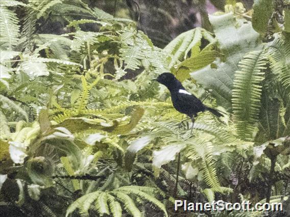 White-shouldered Fairywren (Malurus alboscapulatus) - Male