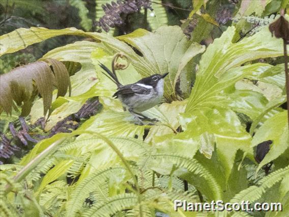 White-shouldered Fairywren (Malurus alboscapulatus) - Female