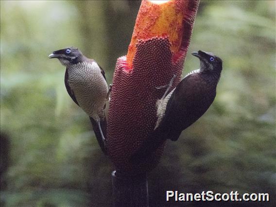 Western Parotia (Parotia sefilata) - Female