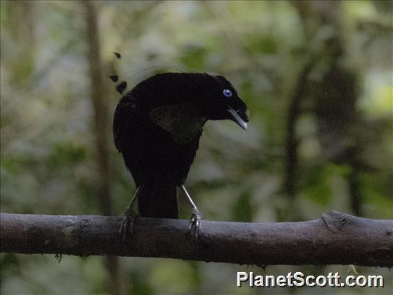 Western Parotia (Parotia sefilata) - Male