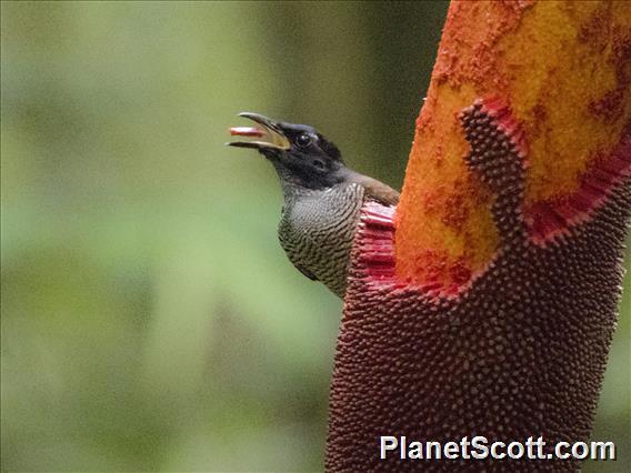 Vogelkop Lophorina (Lophorina niedda) - Female