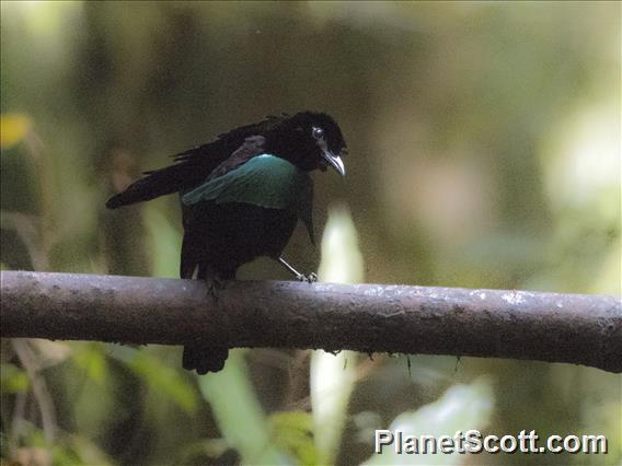 Vogelkop Lophorina (Lophorina niedda) - Male