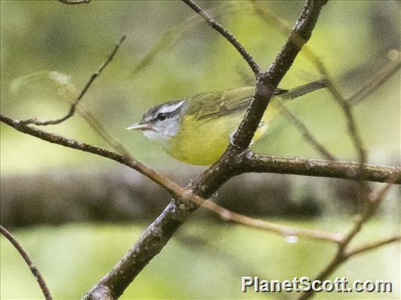 Island Leaf-Warbler (Phylloscopus poliocephalus)