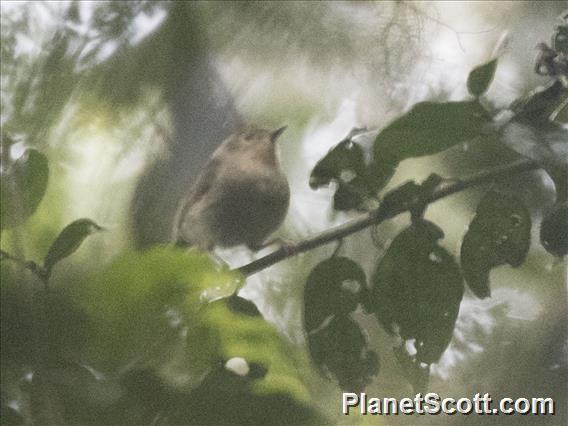 Brown-breasted Gerygone (Gerygone ruficollis)