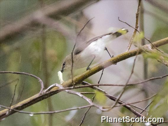 Brown-breasted Gerygone (Gerygone ruficollis)