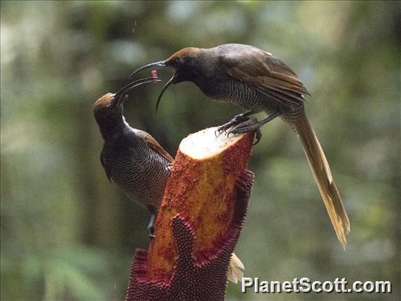 Black Sicklebill (Epimachus fastosus) - Female