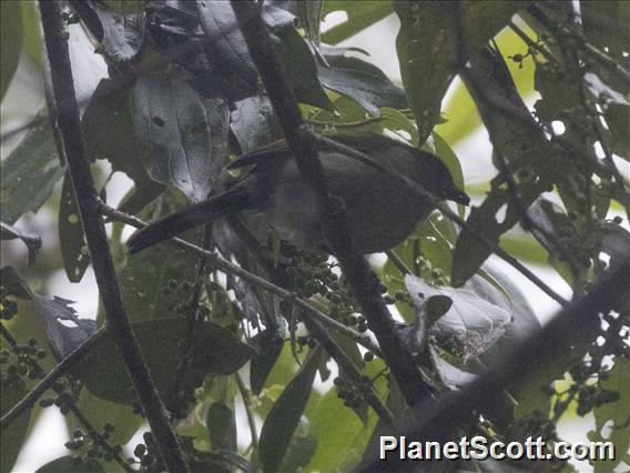 Vogelkop Scrubwren (Aethomyias rufescens)