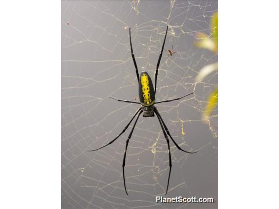 Giant Golden Orb-weaving Spider (Nephila pilipes)