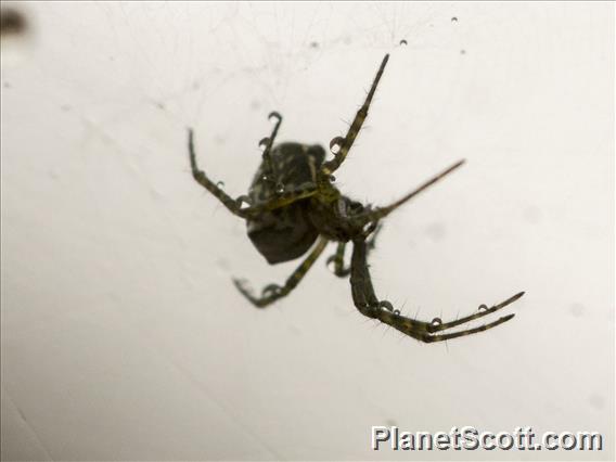 Orbweaver Spider (Cyrtophora sp)