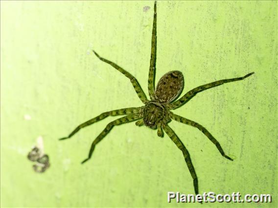 Pantropical Huntsman Spider (Heteropoda venatoria)