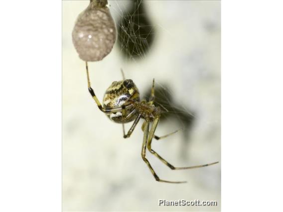 Colorful Comb-footed Spider (Parasteatoda sp)