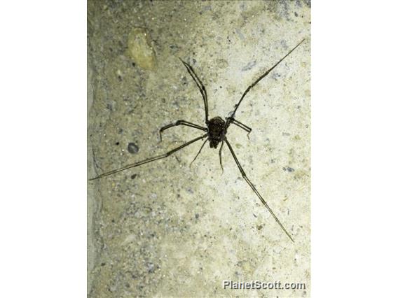 Leiobuninae Harvestman (Sclerosomatidae sp)