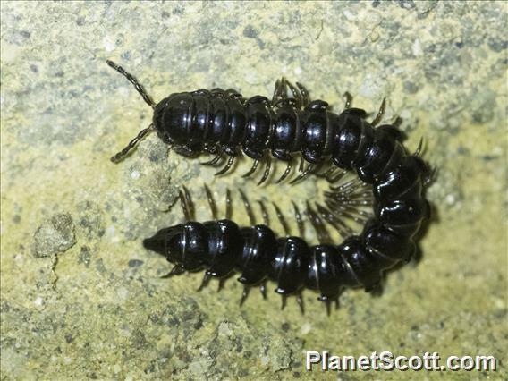 Eustrongylosomatini Millipede (Silvattia sp)