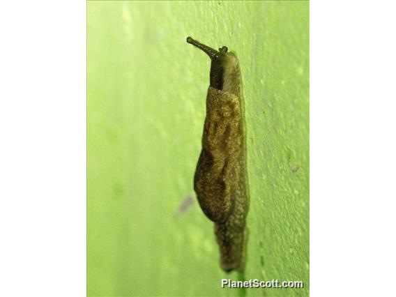 Yellow-shelled Semi-Slug (Parmarion sp)