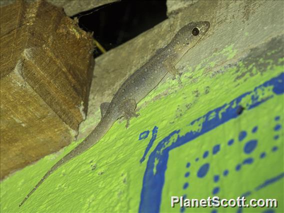 Common Four-clawed Gecko (Gehyra mutilata)