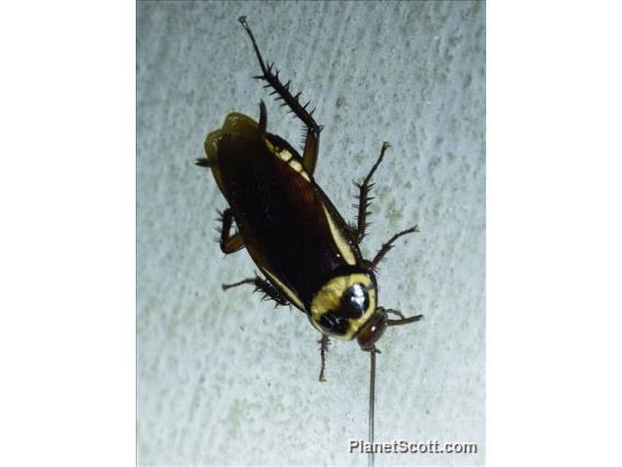 Australian Cockroach (Periplaneta australasiae)