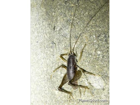 Cave Cricket (Rhaphidophoridae sp)