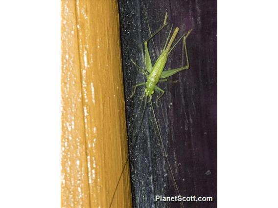 Tree Cricket (Oecanthidae sp)