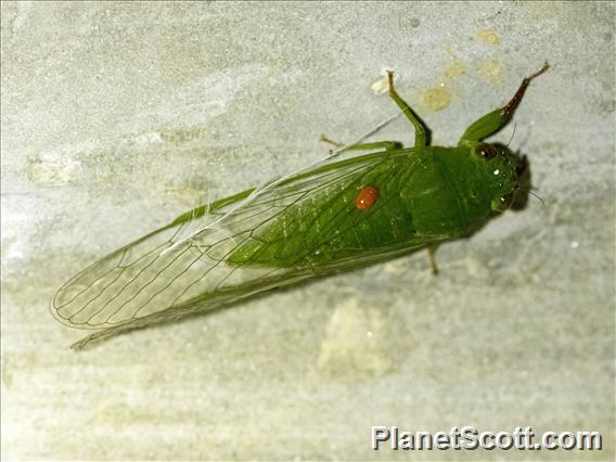 Chlorocystini Cicada (Chlorocystini sp)