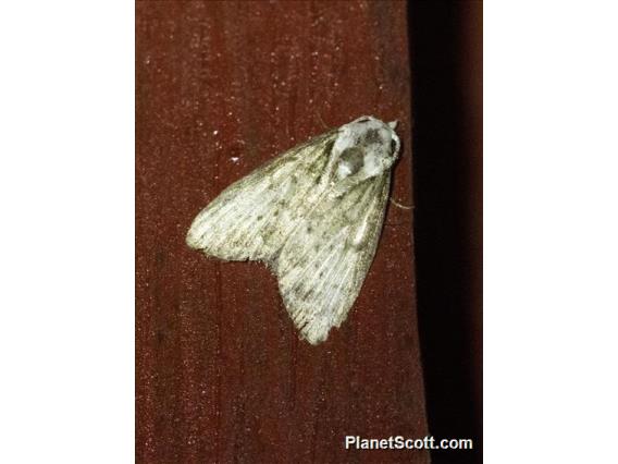 Tufted Moth (Nolidae sp)