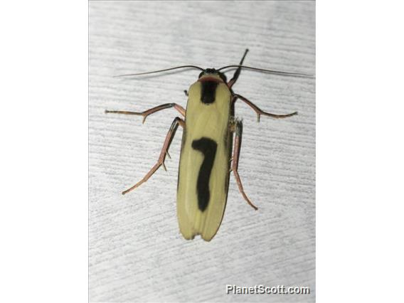 Lichen Moth (Oeonistis bicolora)