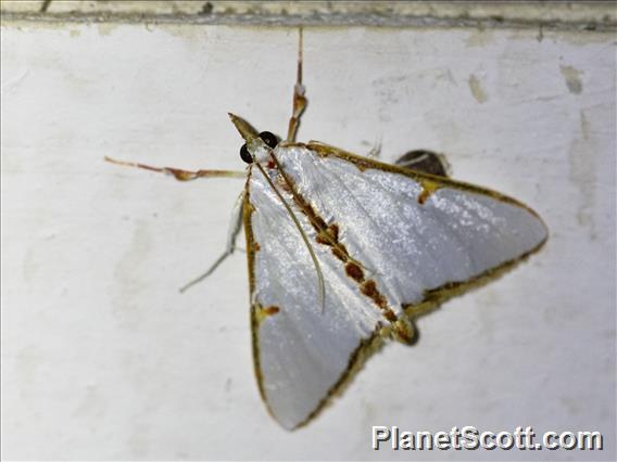 Margaroniini Moth (Cirrhochrista brizoalis)