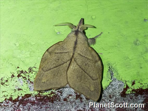 Odonestini Moth (Arguda sp)