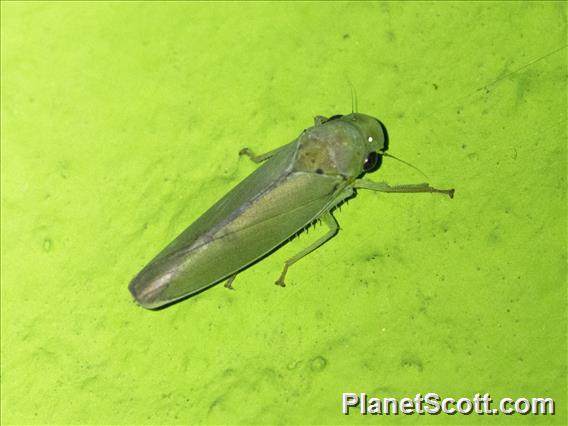 Cicadellini Leafhopper (Cicadella sp)