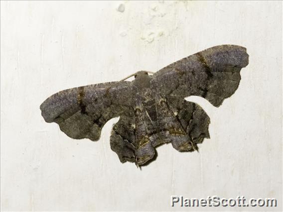 Scoopwing Moth (Dysaethria sp)