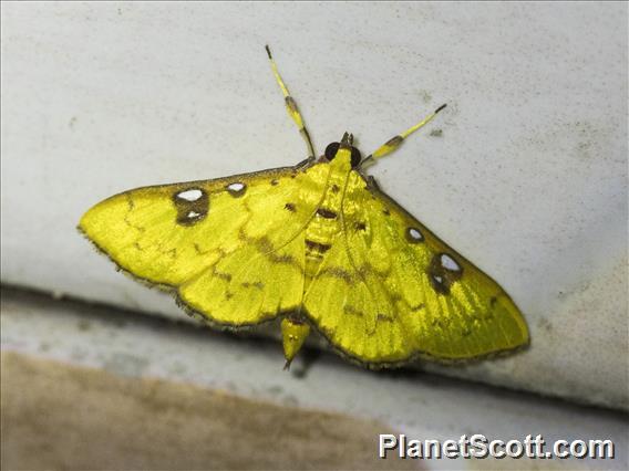 Trichaeini Moth (Archernis callixantha)