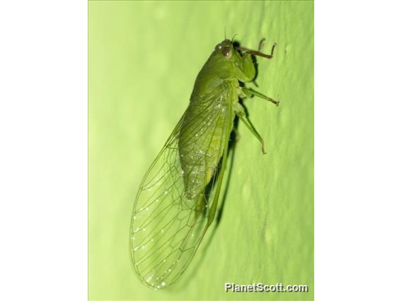 Chlorocystini Cicada (Chlorocystini sp)